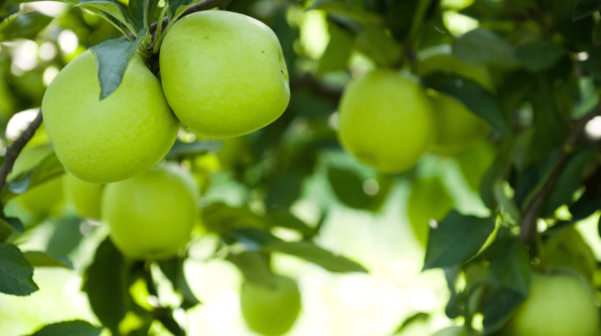 Photograph of a bunch of green apples hanging from a branch in an orchard