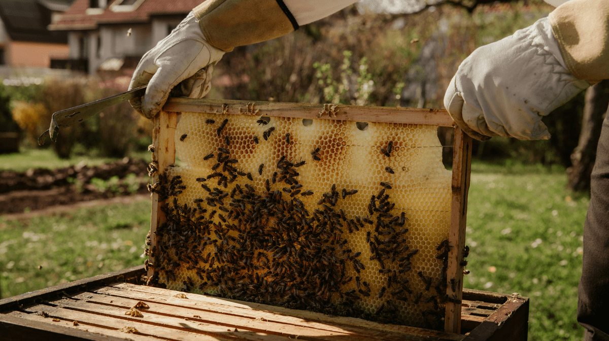 A beekeeper extracting Manuka honey from a beehive