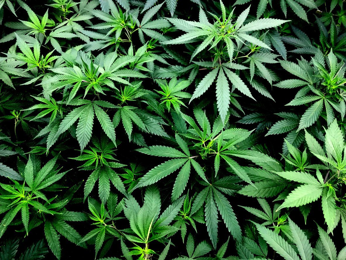 CBD cannabis plant