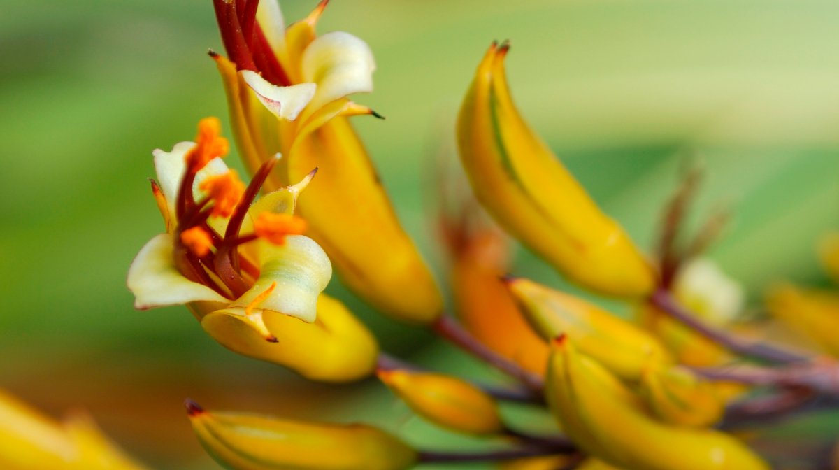 How To Achieve Youthful Skin With New Zealand Botanicals | Antipodes UK