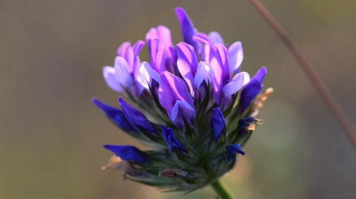 Le Bakuchiol, c'est quoi ? Le rétinol naturel | Antipodes