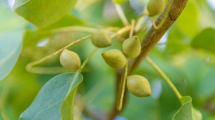 Les Bienfaits de la Vitamine C Pour Le Visage | Antipodes