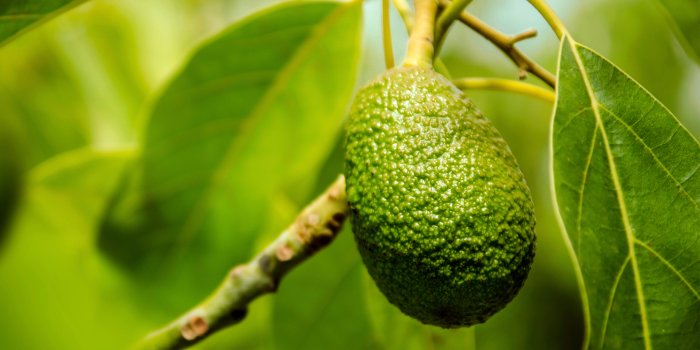 Nutrient-rich avocado oil | Antipodes
