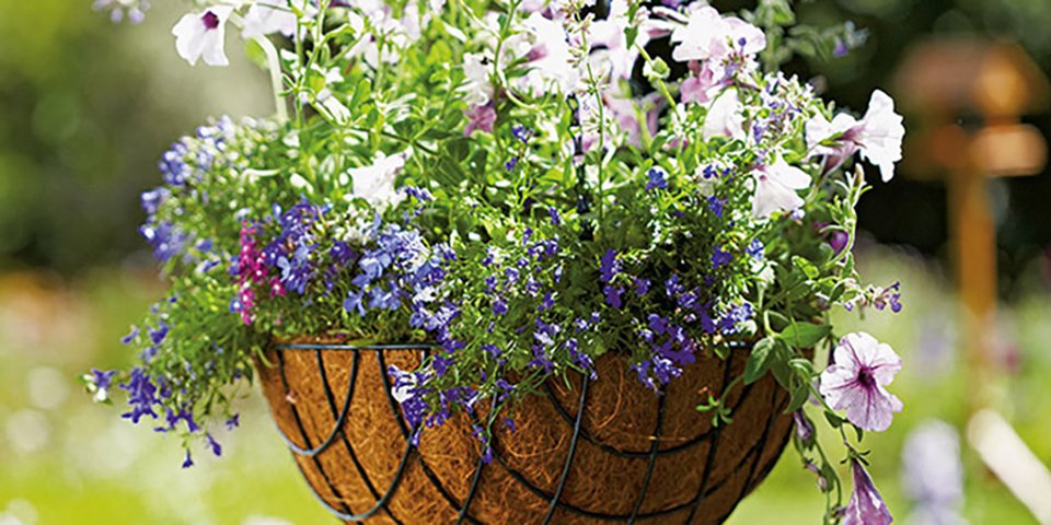 Tips on hanging baskets & hanging basket plants | Homebase