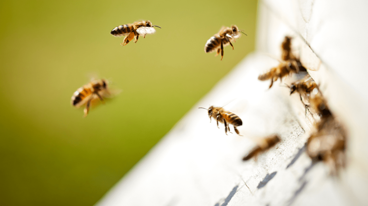 Calling for a Total Ban on Neonicotinoids