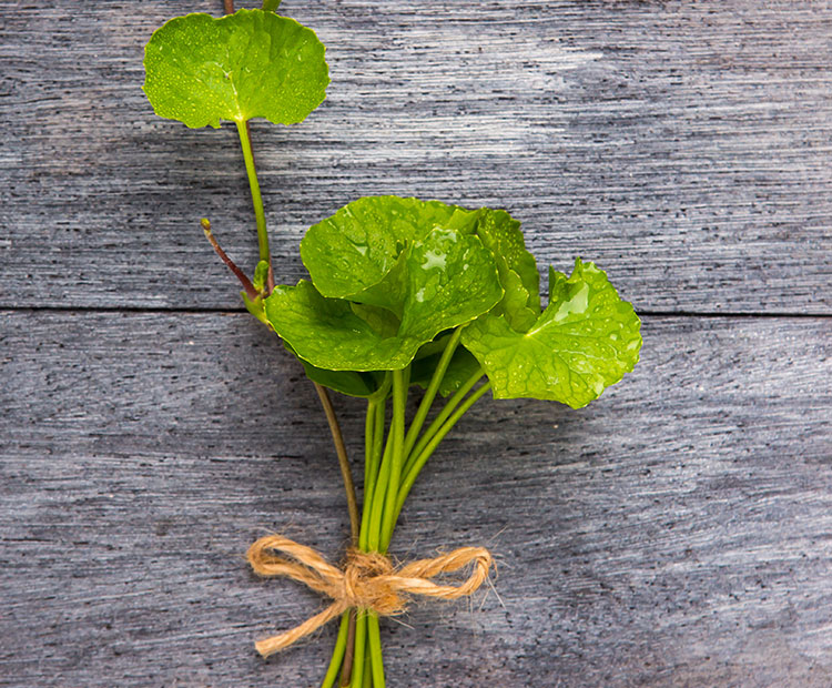 What Is Gotu Kola And What It Does For Skin