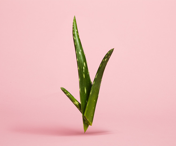 Aloe vera plant on a pink background 1 | Dermstore Blog
