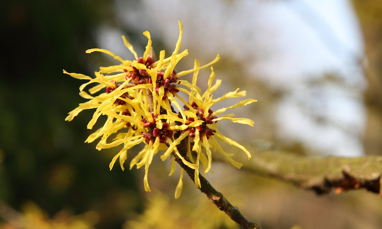 What Is Witch Hazel? Plus, 7 Ways to Use It in Your Skin Care Routine