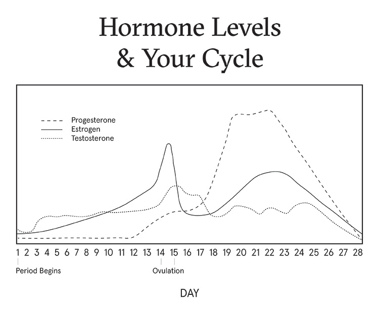 During menstrual cycle hormones Progesterone during