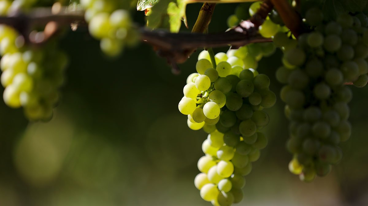 Vinanza Grape 