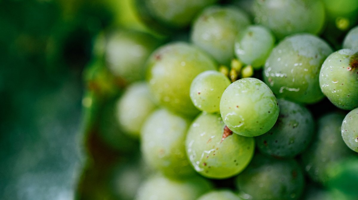 Vinanza® Grape & Kiwi | Best natural ingredients to reduce pigmentation | Antipodes