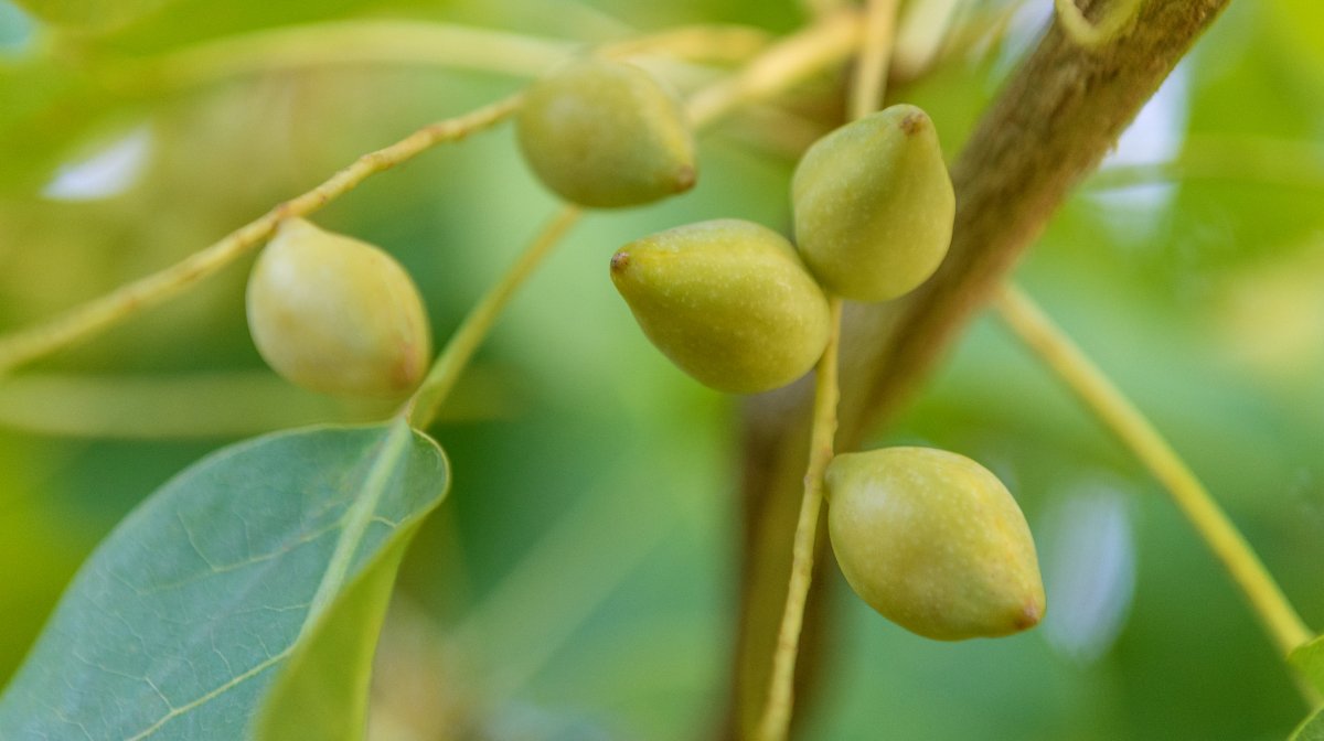 Kakadu plum | Best natural ingredients to reduce pigmentation | Antipodes