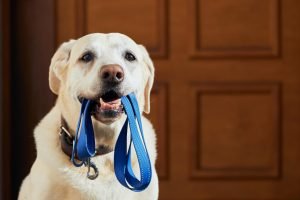 Dog Waiting for walk with a lead in mouth