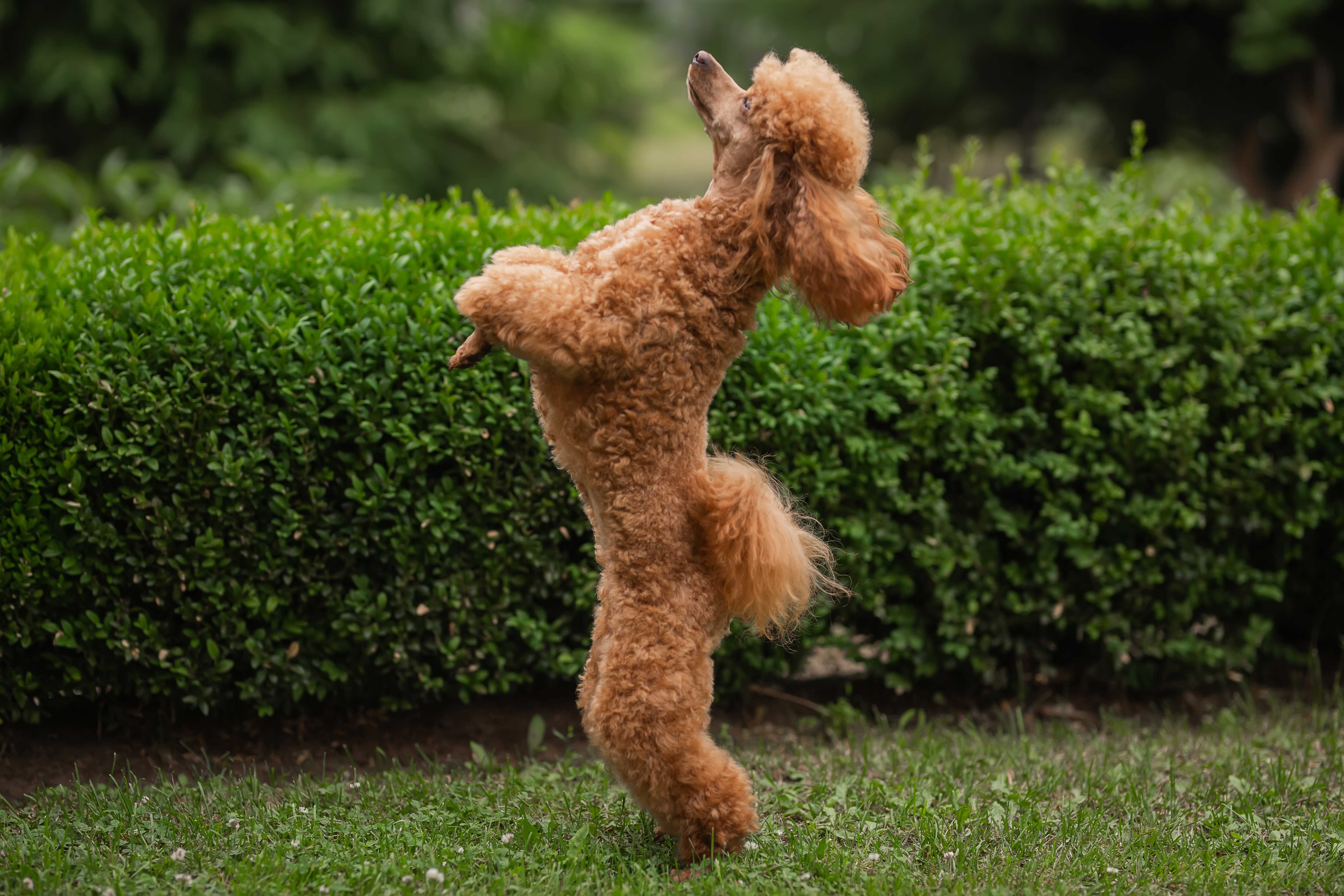 Poodle jumping