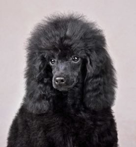 Black poodle