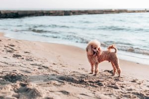 Poodle on the beach