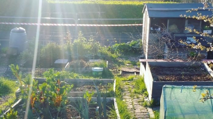 My Allotment Adventure