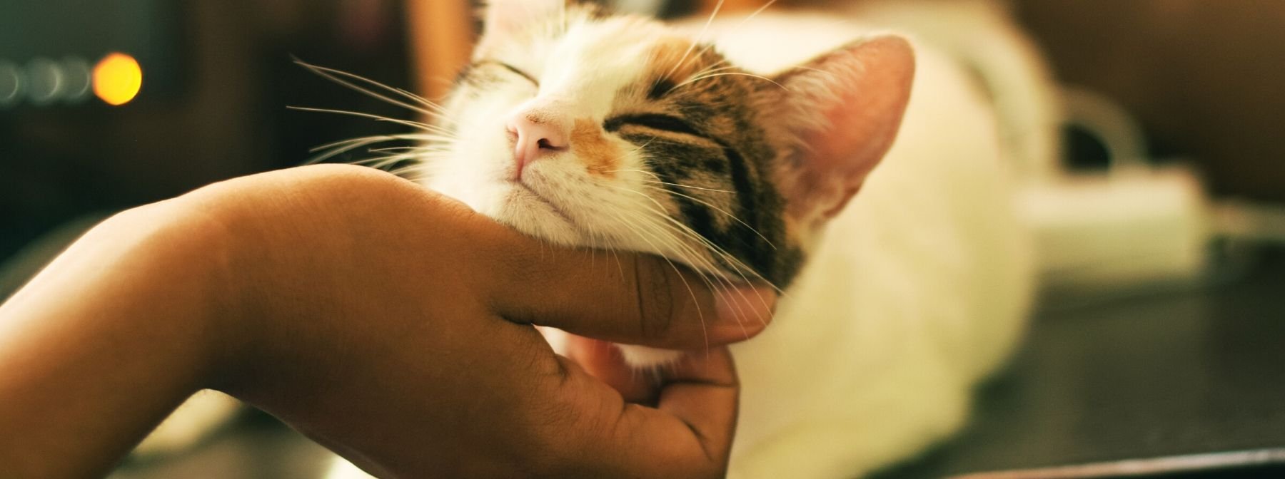 4 Human Behaviors Cats Really Love