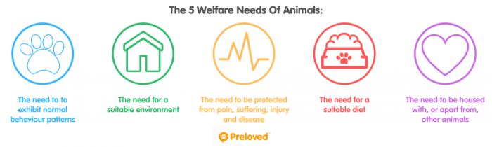 What Are The 5 Animal Needs