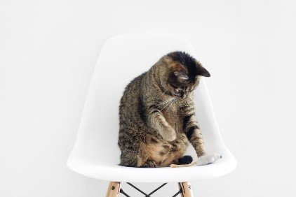 cat's used chair