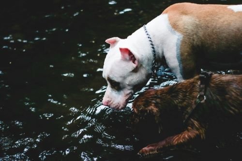 dogs drinking water