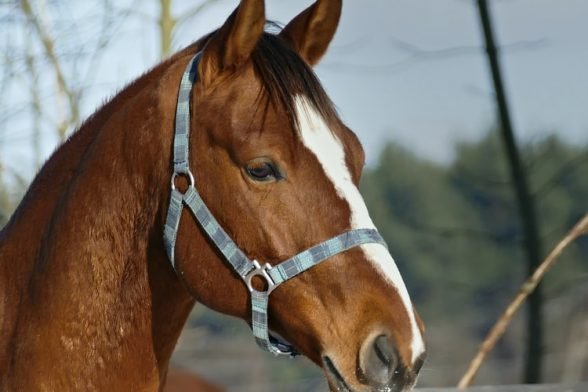 Easy Horse Riding Tips for Spring