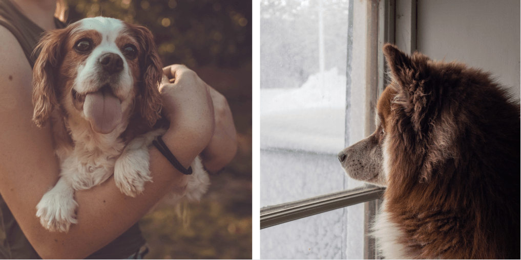 separation anxiety in dogs