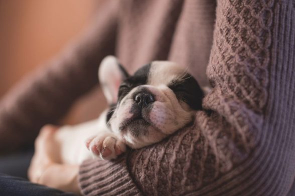 Separation Anxiety in Dogs- Advice for Pet Owners