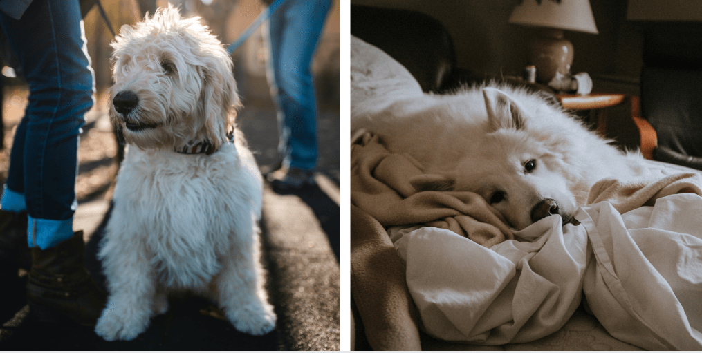 white fluffy dogs