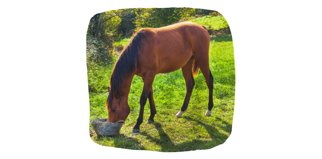 horse drinking