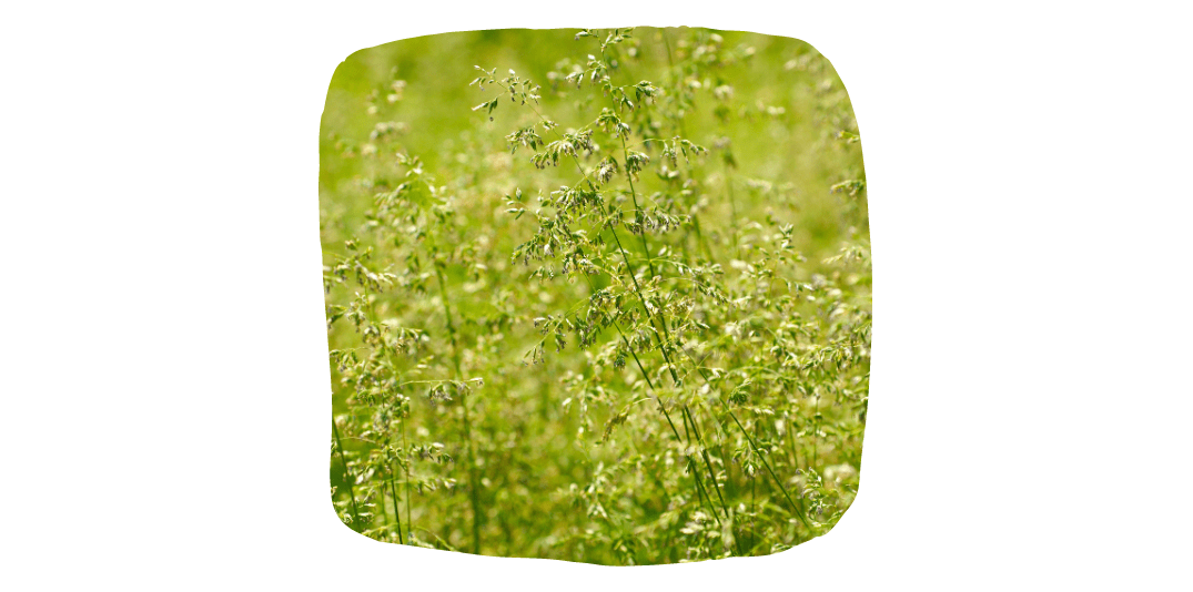 weeds in horse pasture