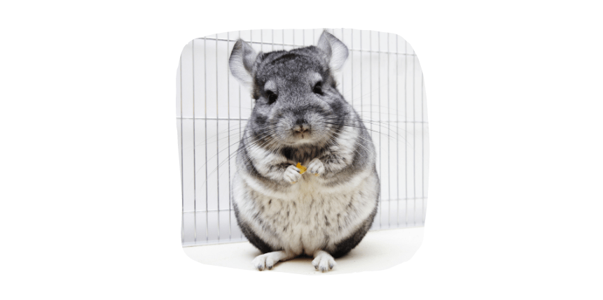 chinchilla small pets