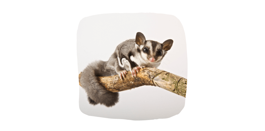 sugar gliders small pets