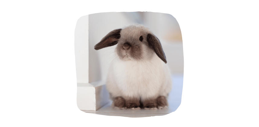 mini lop small pets