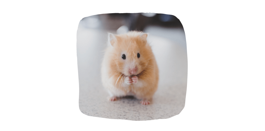 hamster