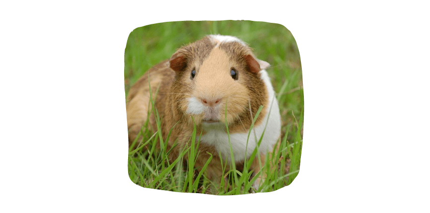 guinea pig