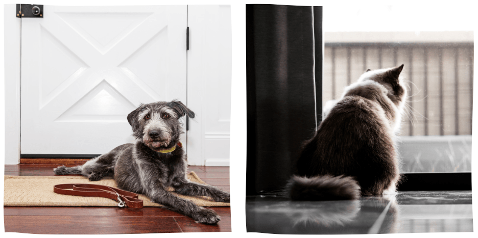 separation anxiety in dogs