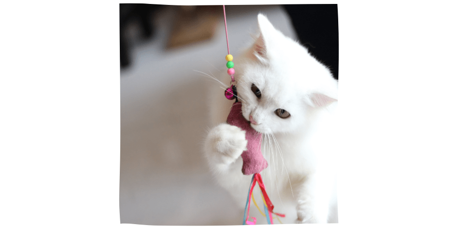 cat with fish toy