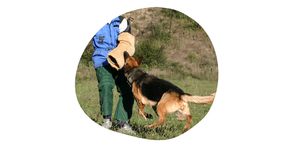 german shepherd service dog