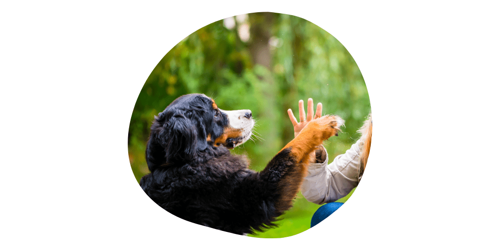 bernese mountain dog