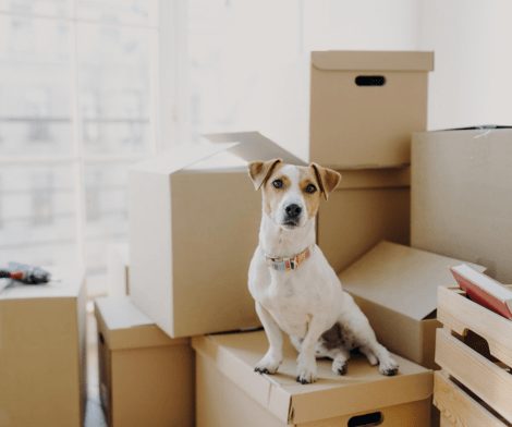 What To Do When Moving Abroad With Your Pet