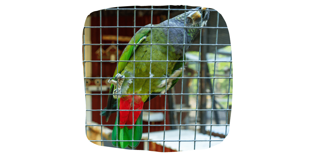 pet parrots in cage