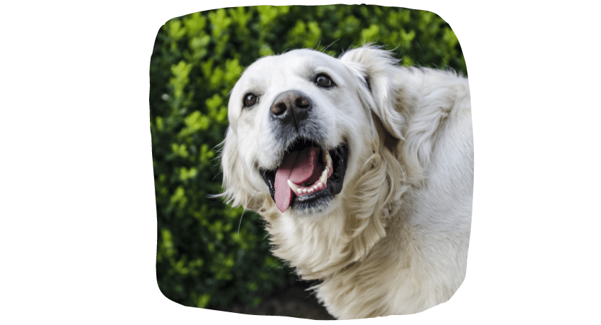 home visits for dogs