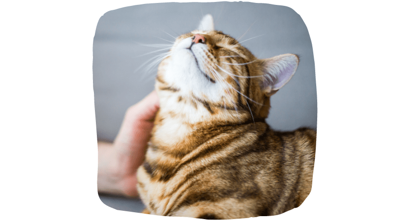 home visits for cats
