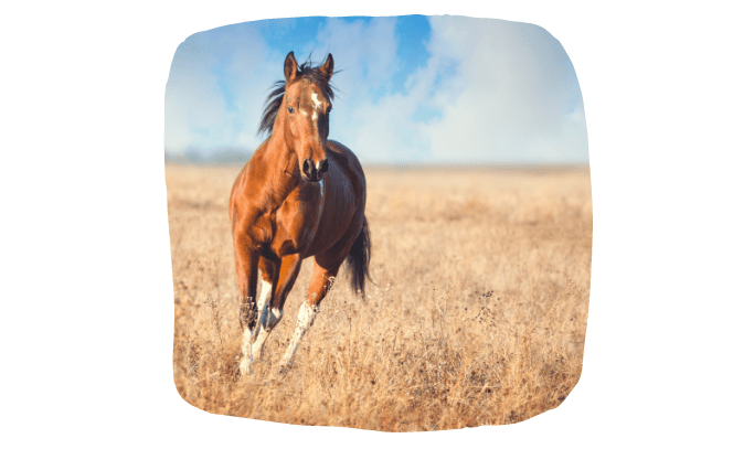 equine microchipping