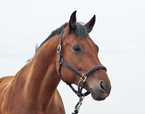 Equine Microchipping Becomes Compulsory