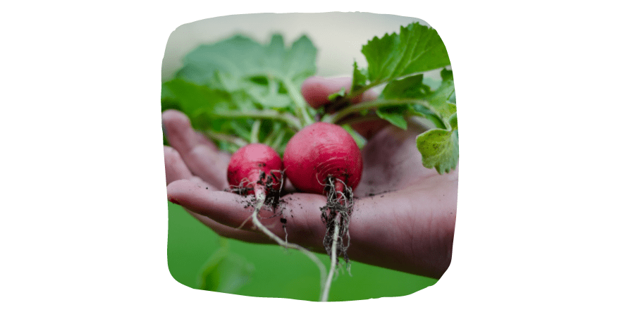 radish