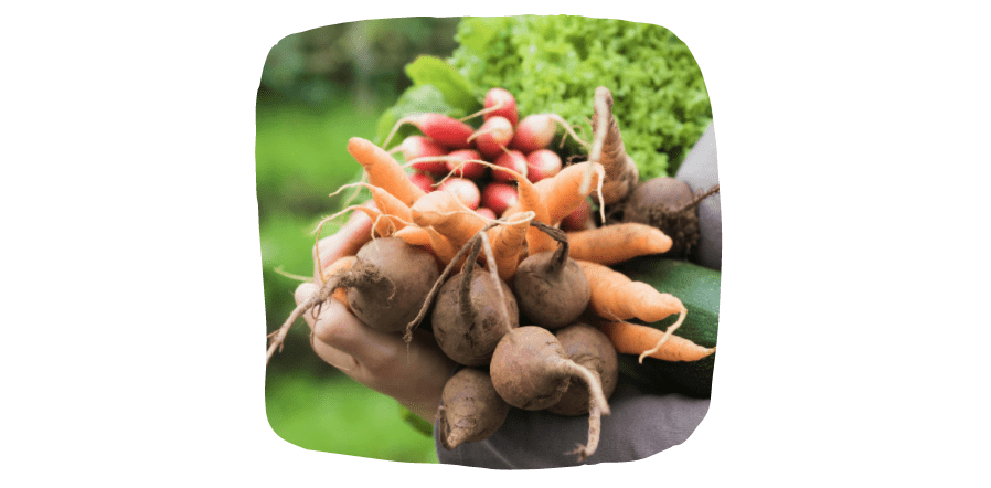 vegetable garden