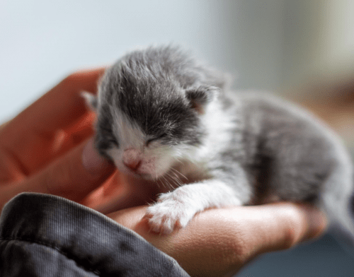 The Developmental Stages Of A Kitten: A Guide By Preloved
