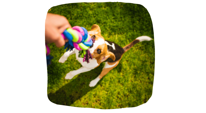 tug of war with dog